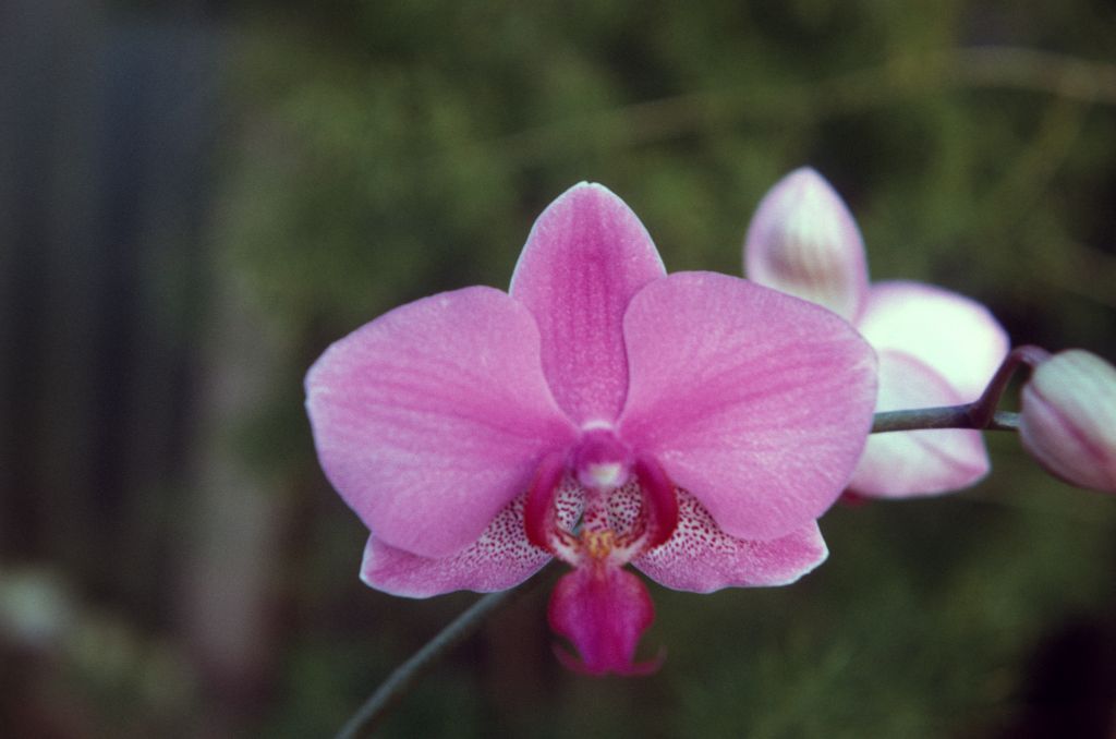 Phalaenopsis Fuchsia Fantasy 'Charm', June 1973, roll 197306H12 slide 2