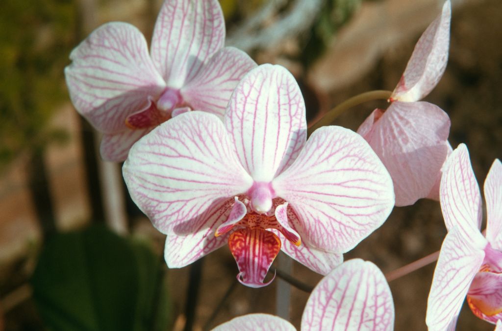 Phalaenopsis Whimsey 'Carimo', September 1973, roll 197309H2 slide 6