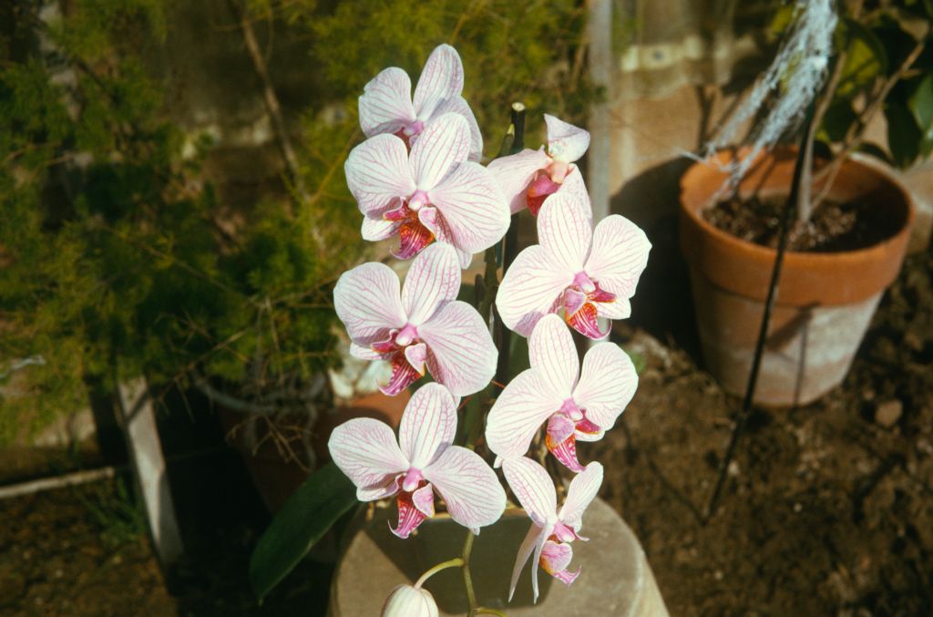 Phalaenopsis Whimsey 'Carimo', September 1973, roll 197309H2 slide 7