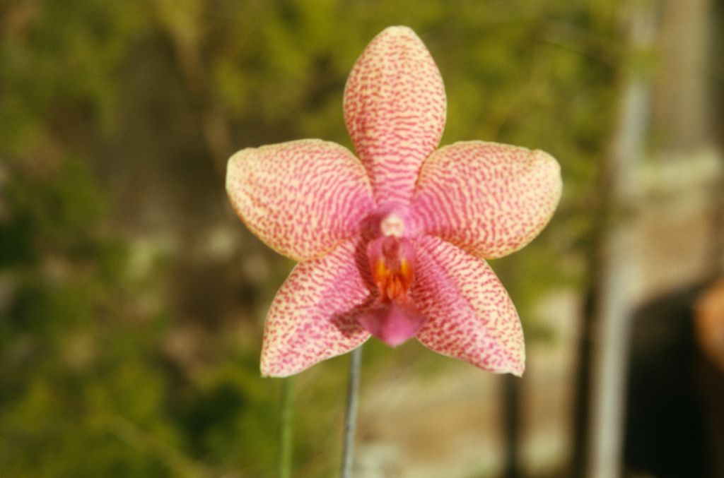 Phalaenopsis Intensity, September 1973, roll 197309H2 slide 8