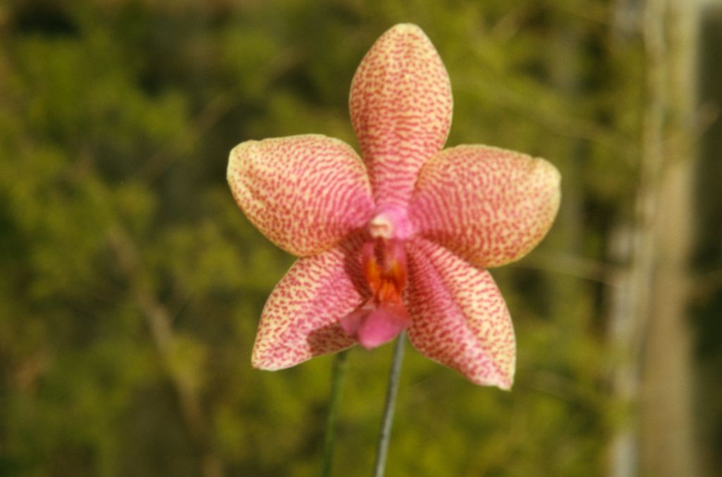 Phalaenopsis Intensity, September 1973, roll 197309H2 slide 9