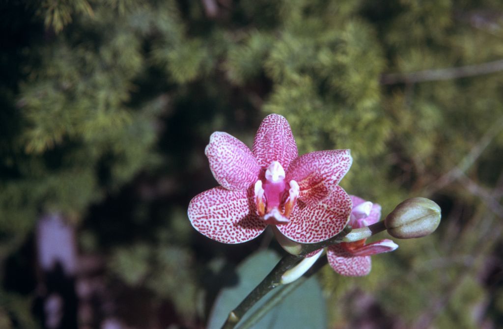 Phalaenopsis Dusky Rouge 'Arc' HCC/AOS (no such cultivar was awarded, possibly it was renamed to 'Goodie' and was the cultivar later awarded at Long Beach, April 28, 1975, for which the entry in the AOS OrchidPro database is defective—the award for 'Goodie' is conflated with that for Phalaenopsis Natasha 'Eye Dee', March 24, 1975, and the photograph attached to the 'Goodie' award there is in fact the award photo for 'Eye Dee'), May 1974