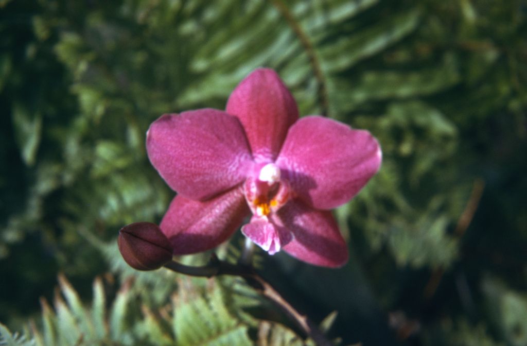Phalaenopsis Dusky Rouge 'Old Rose', May 1974, roll 197405H7 slide 1