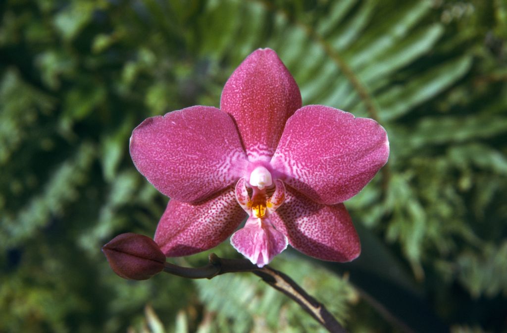 Phalaenopsis Dusky Rouge 'Old Rose', May 1974, roll 197405H7 slide 2