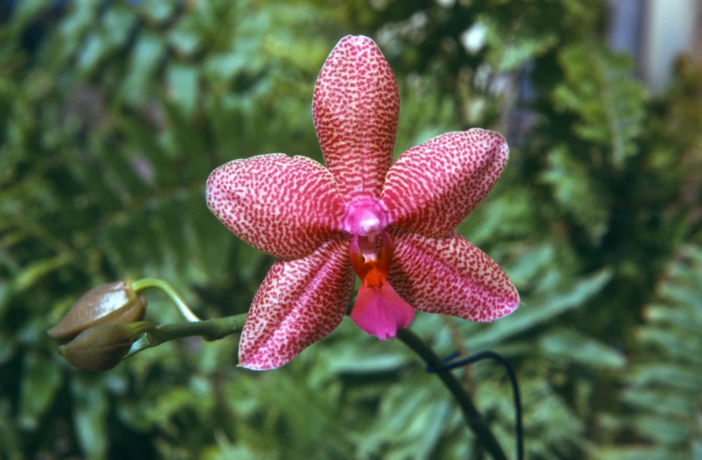 Phalaenopsis Intensity, May 1974, roll 197405H7 slide 6