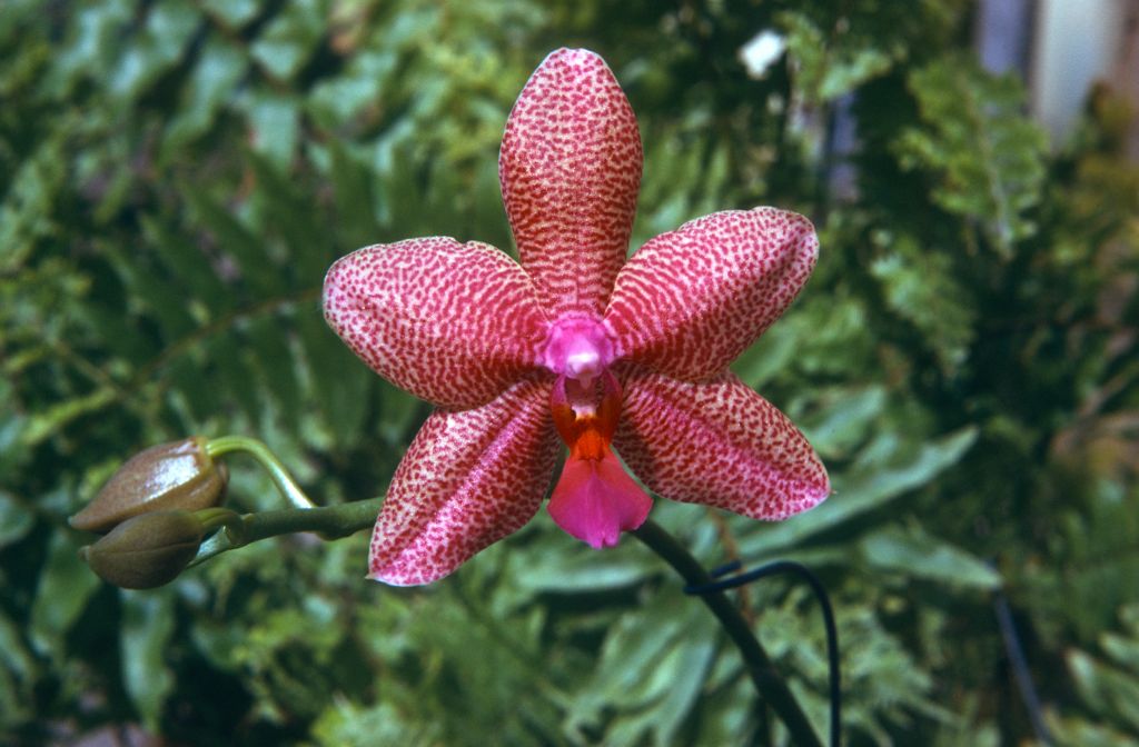 Phalaenopsis Intensity, May 1974, roll 197405H7 slide 7