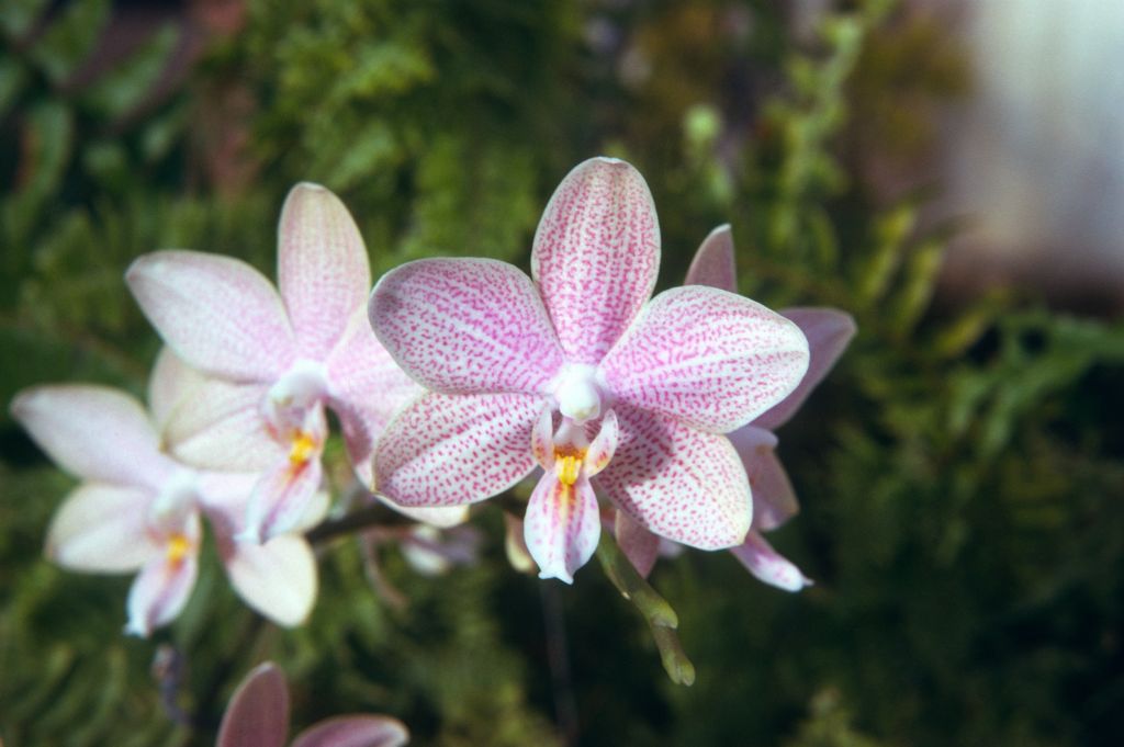Phalaenopsis Dots Violet, June 1974, roll 197306H12 slide 10