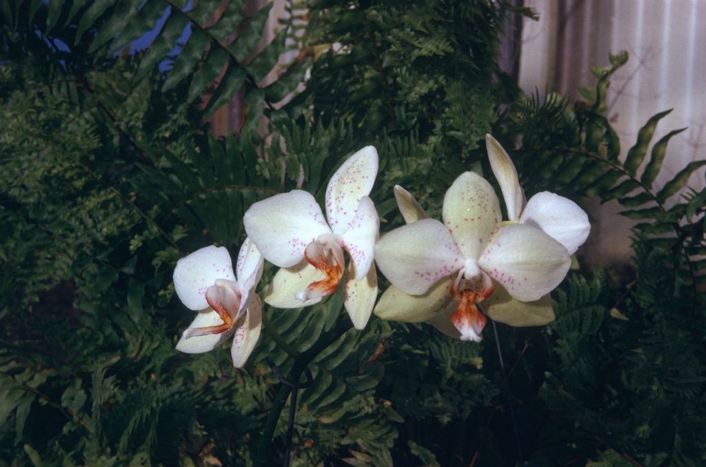 Phalaenopsis Suma Chief, June 1974, roll 197406H12 slide 8