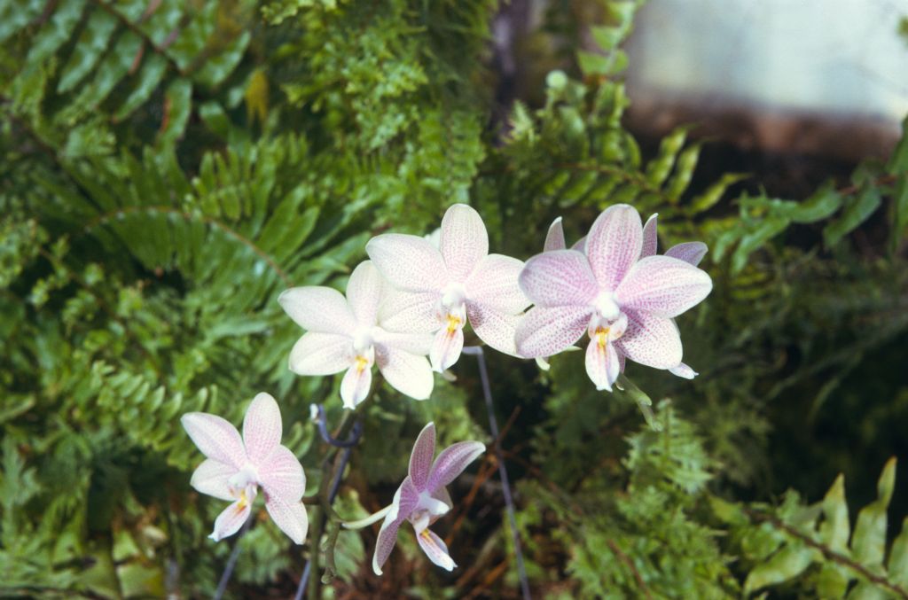 Phalaenopsis Dots Violet, June 1974, roll 197406H12 slide 9