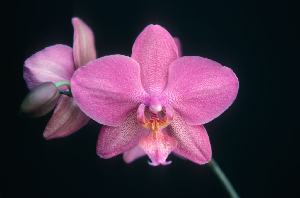 Phalaenopsis Dusky Rouge 'Goodie' HCC/AOS, April 1975, roll 197504H7 slide 15