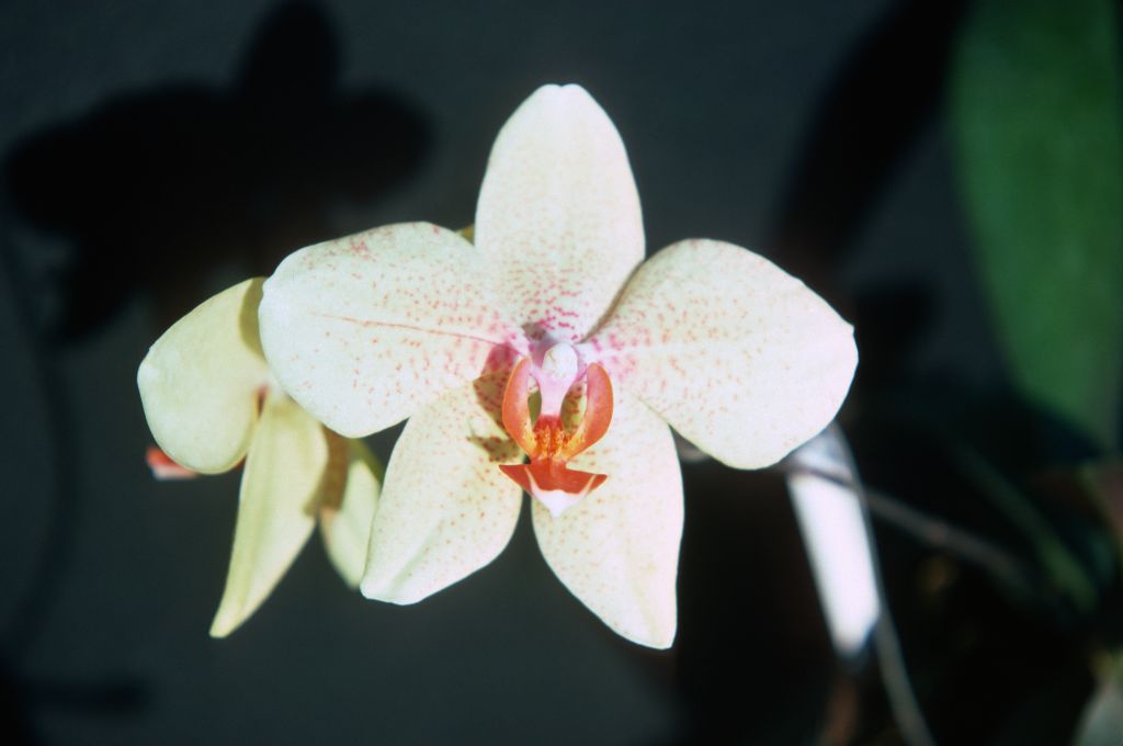Phalaenopsis Brandenburg 'Carimo', August 1976, roll 197608H2 slide 17