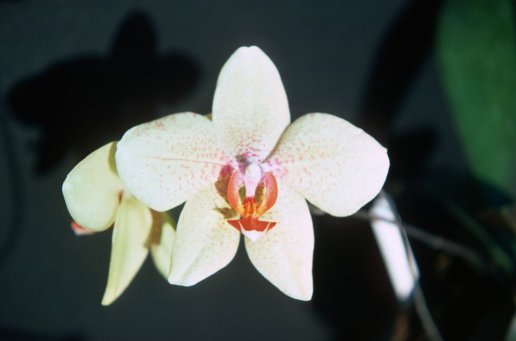 Phalaenopsis Brandenburg 'Carimo', August 1976, roll 197608H2 slide 18