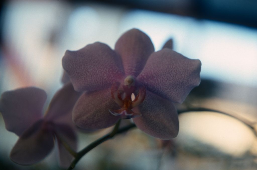 Phalaenopsis Shirley Gill, January 1977, roll 197701H10 slide 19
