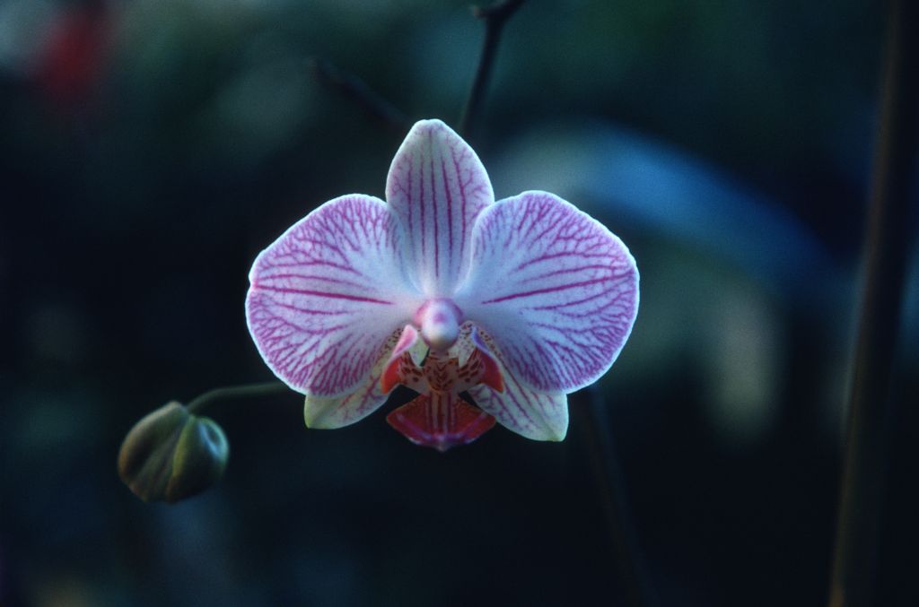 Phalaenopsis Layla Beard, January 1977, roll 197701H10 slide 20