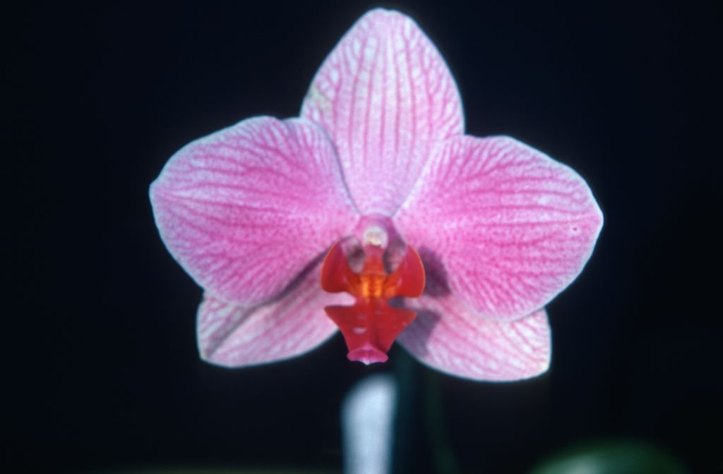 Phalaenopsis Fire-Water, May 1977, roll 197705H2black slide 19