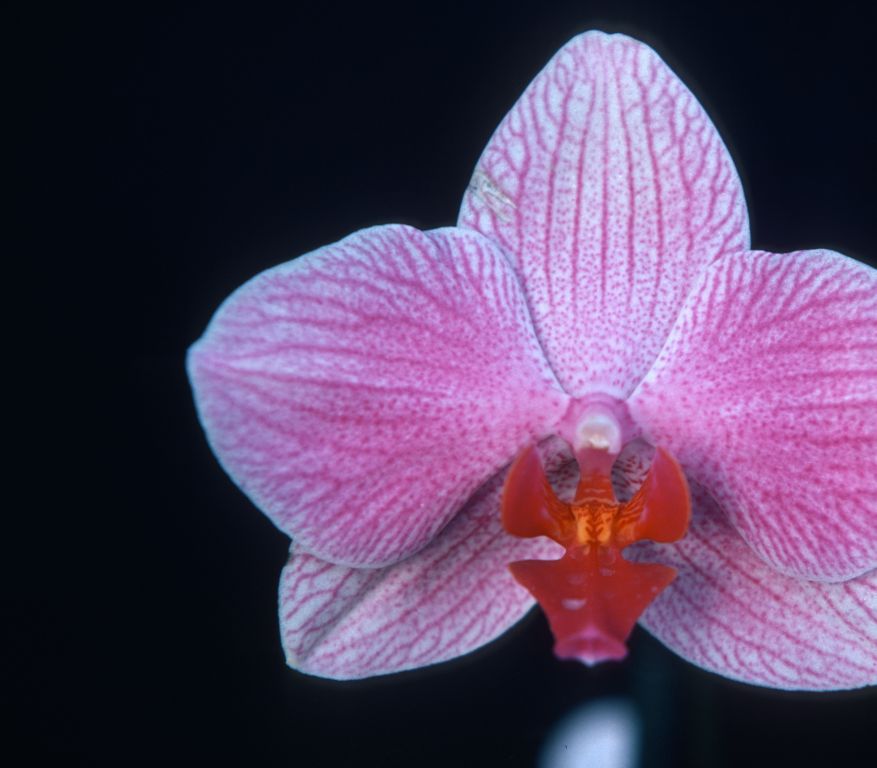 Phalaenopsis Fire-Water, May 1977, roll 197705H2black48 slide 20