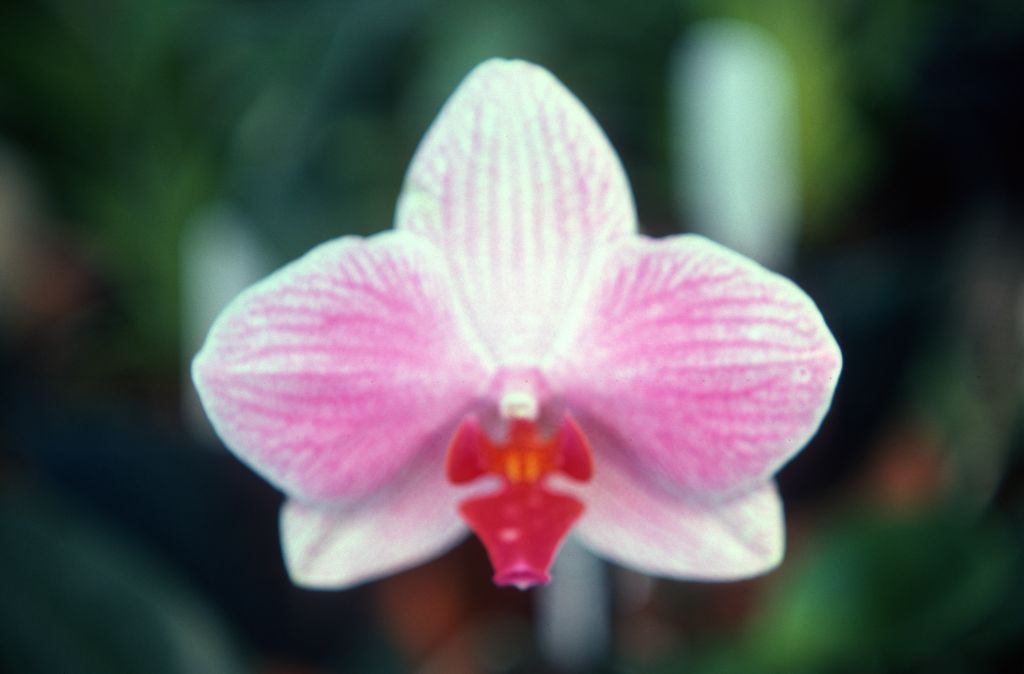 Phalaenopsis Fire-Water 'Carimo', May 1977, roll 197705H2black70 slide 5