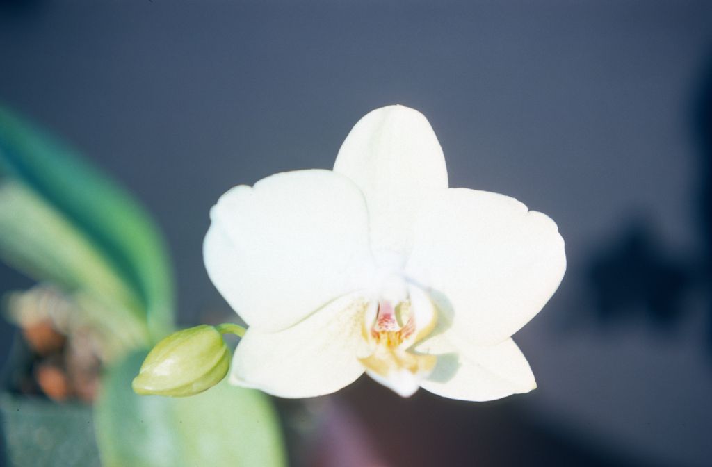 Phalaenopsis Aptos Star 'Fort Knox', June 1977, roll 197706H5 slide 14