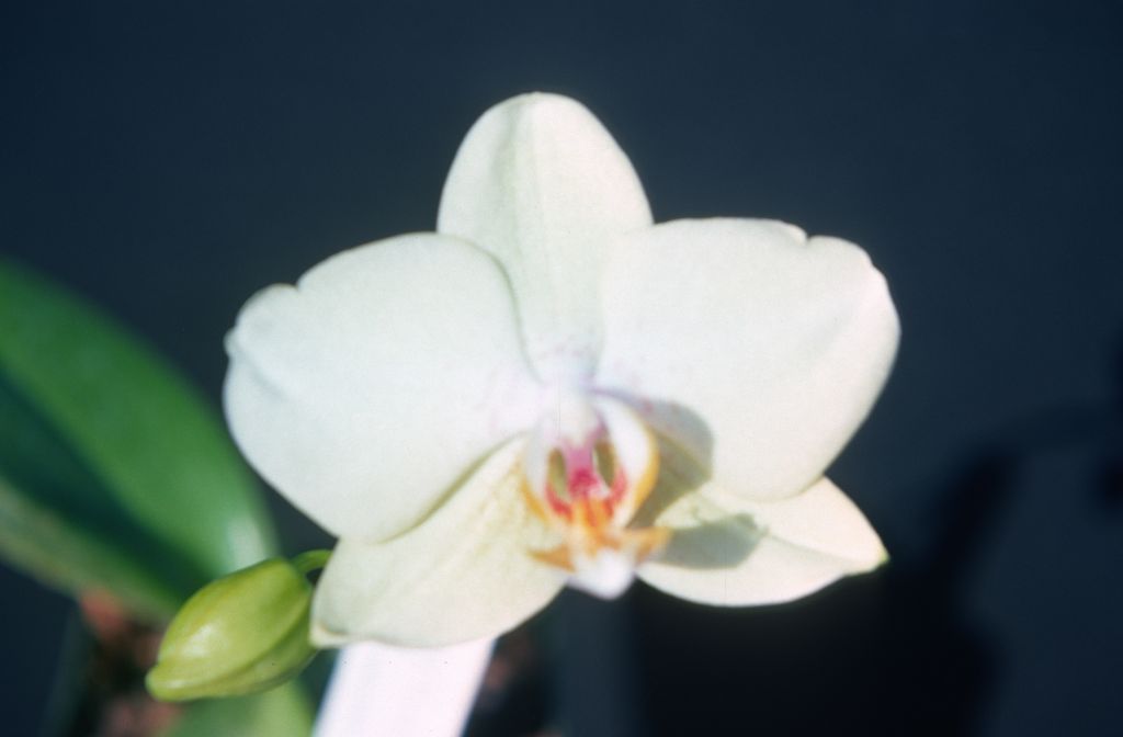 Phalaenopsis Aptos Star 'Fort Knox', June 1977, roll 197706H5 slide 15