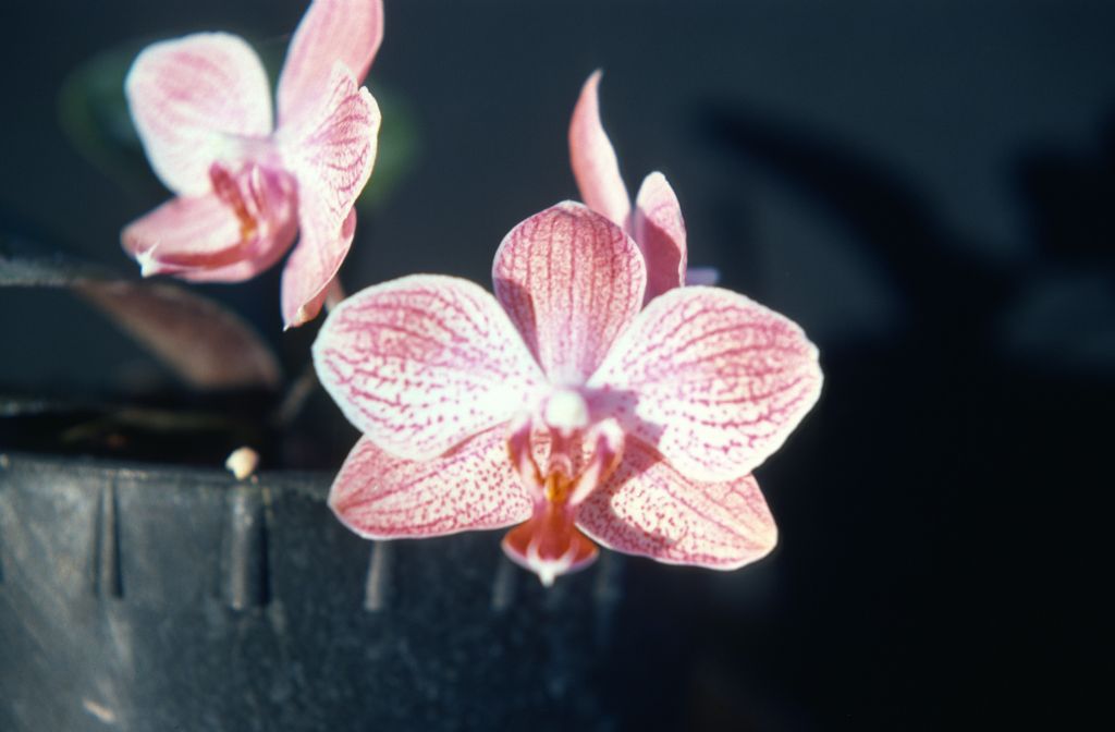 Phalaenopsis Sabra, June 1977, roll 197706H5 slide 19