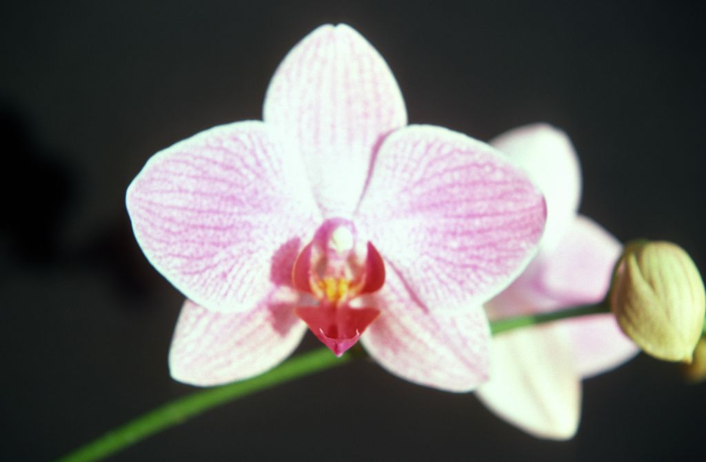 Phalaenopsis Fire-Water 'Pink Marble', October 1977, roll 197710H6 slide 14
