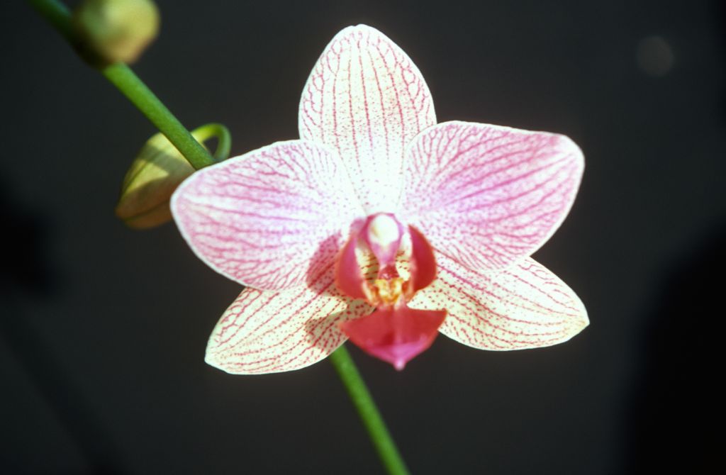 Phalaenopsis Fire-Water 'Pink Star Dust', October 1977, roll 197710H6 slide 15