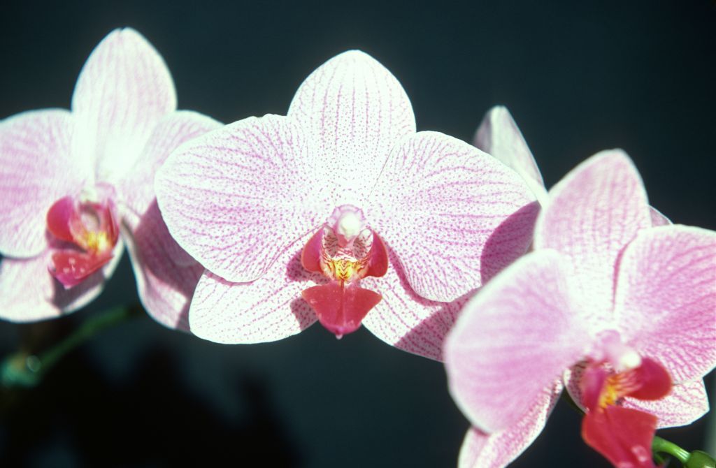 Phalaenopsis Fire-Water 'Pink Marble', December 1977, roll 197712H6 slide 10