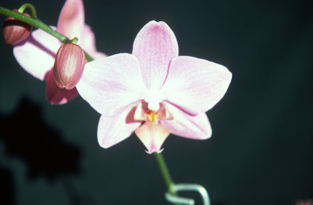 Phalaenopsis Fire-Water 'Pink Marble', December 1977, roll 197712H6 slide 11