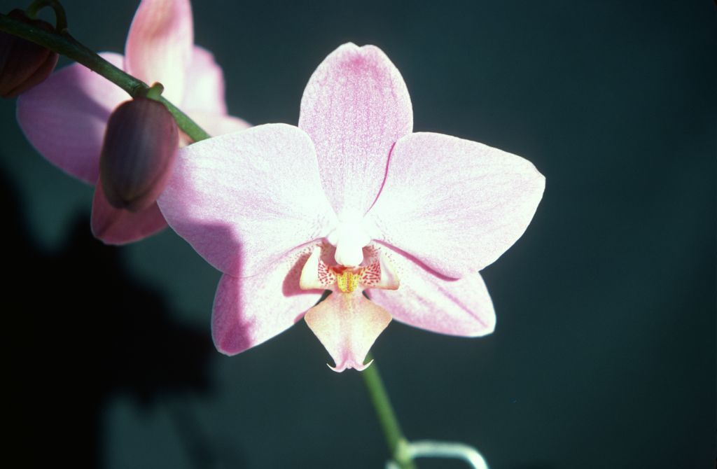 Phalaenopsis Fire-Water 'Pink Marble', December 1977, roll 197712H6 slide 12
