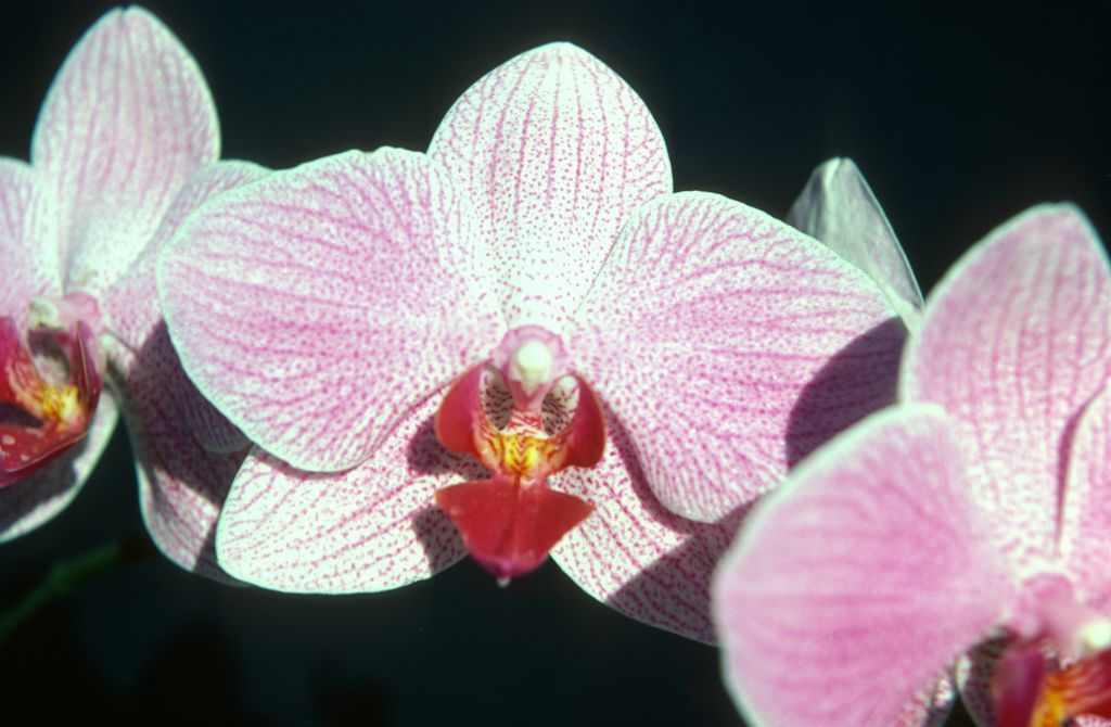 Phalaenopsis Fire-Water 'Pink Marble', December 1977, roll 197712H6 slide 7