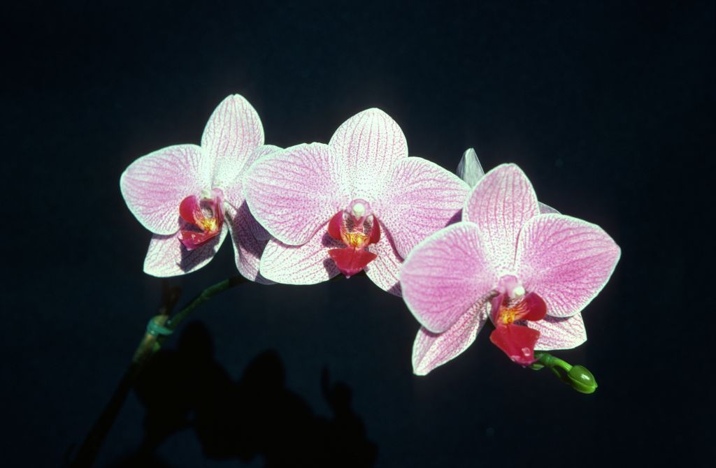 Phalaenopsis Fire-Water 'Pink Marble', December 1977, roll 197712H6 slide 8