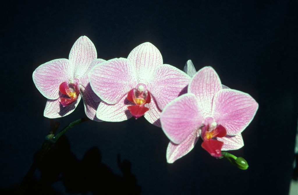 Phalaenopsis Fire-Water 'Pink Marble', December 1977, roll 197712H6 slide 9