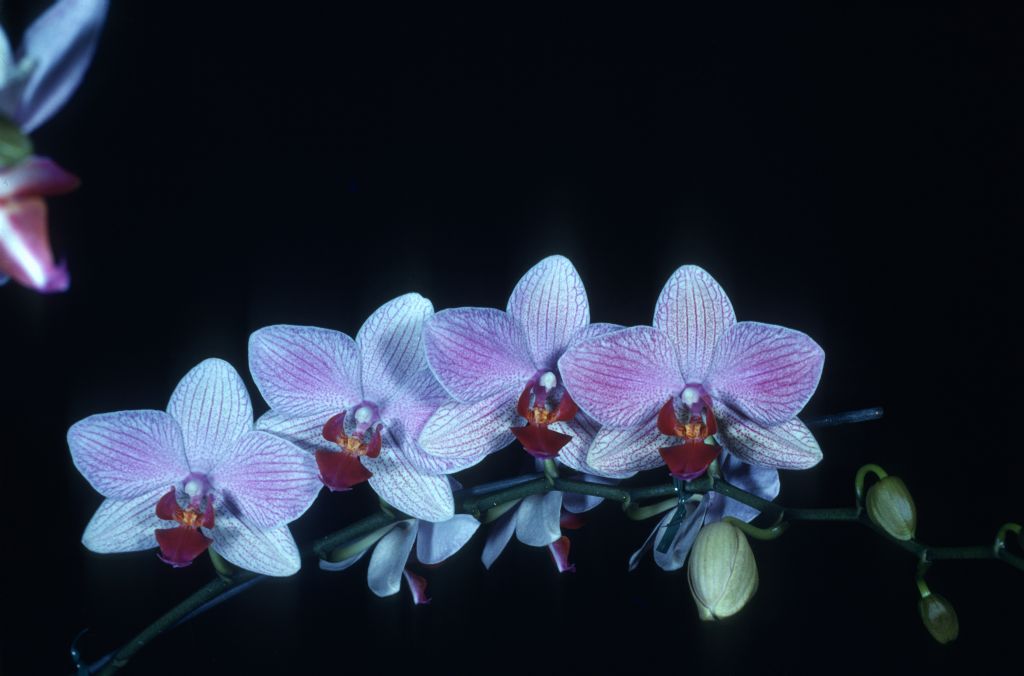 Phalaenopsis Fire-Water 'Red Hot' HCC/AOS Award Slide, April 9, 1979, Los Angeles monthly judging, Los Angeles, CA, exhibited by Carl and Imogene Keyes.