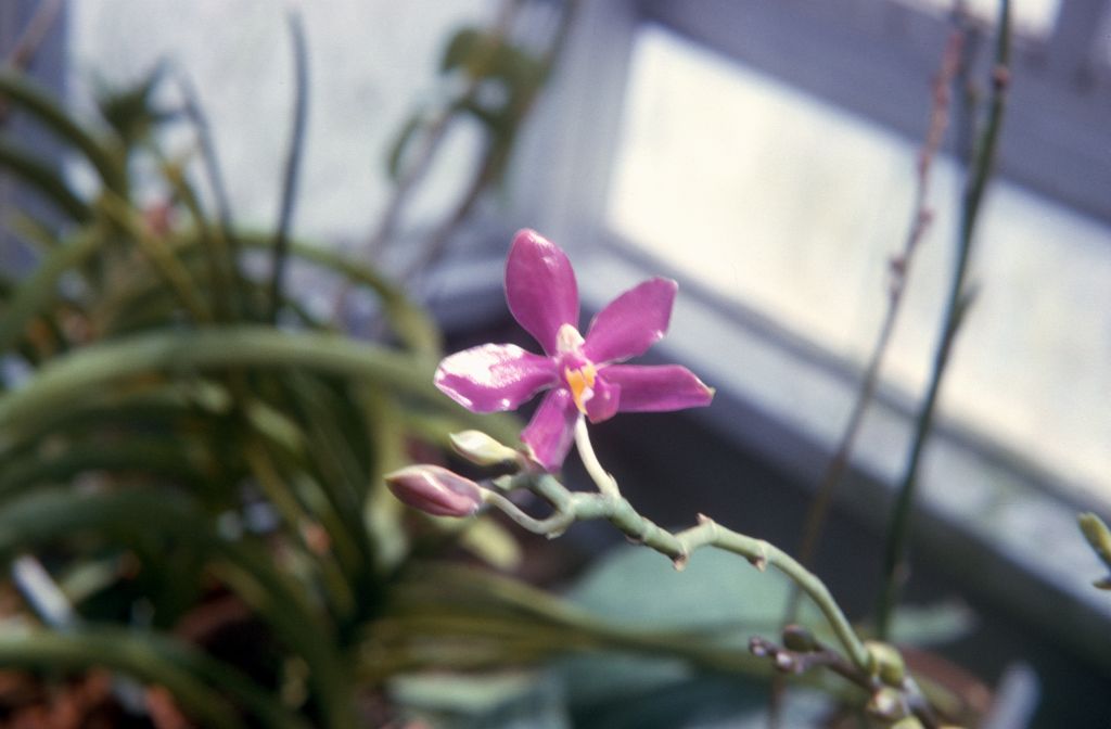 Phalaenopsis lueddemanniana pulcra 'Jet Fire', February 1965, roll 196502H slide 3