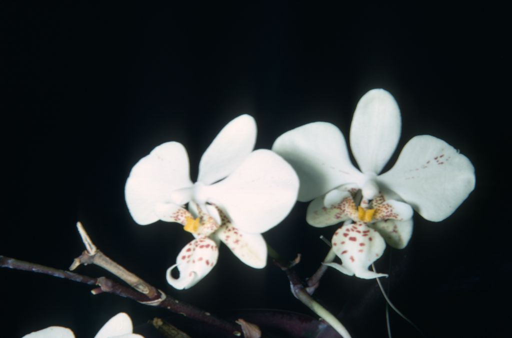 Phalaenopsis stuartiana, May 1967, roll 196705H6 slide 15