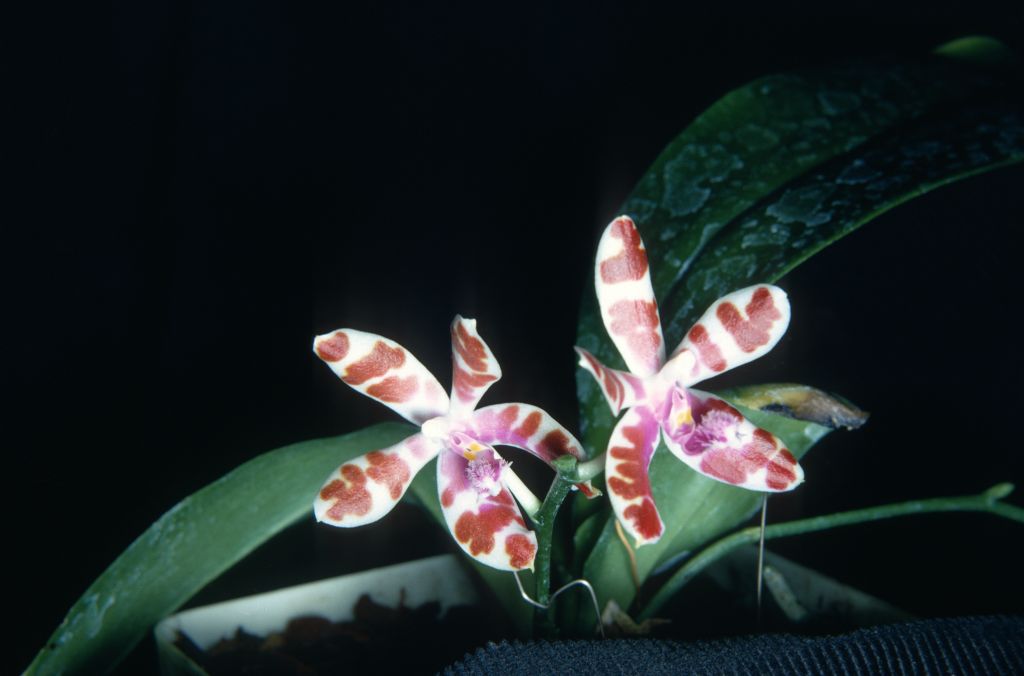 Phalaenopsis mariae, May 1967, roll 196705H6 slide 19