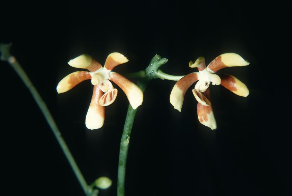 Phalaenopsis fuscata, March 1968, roll 196803H4 slide 38