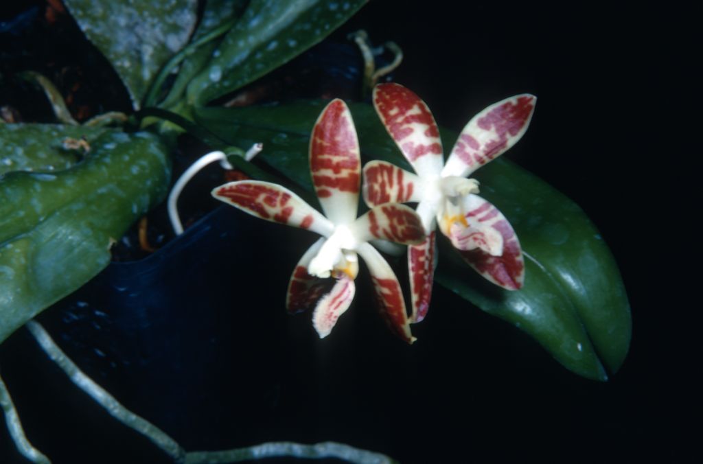 Phalaenopsis sumatrana, May 1968, roll 196805H2 slide 15