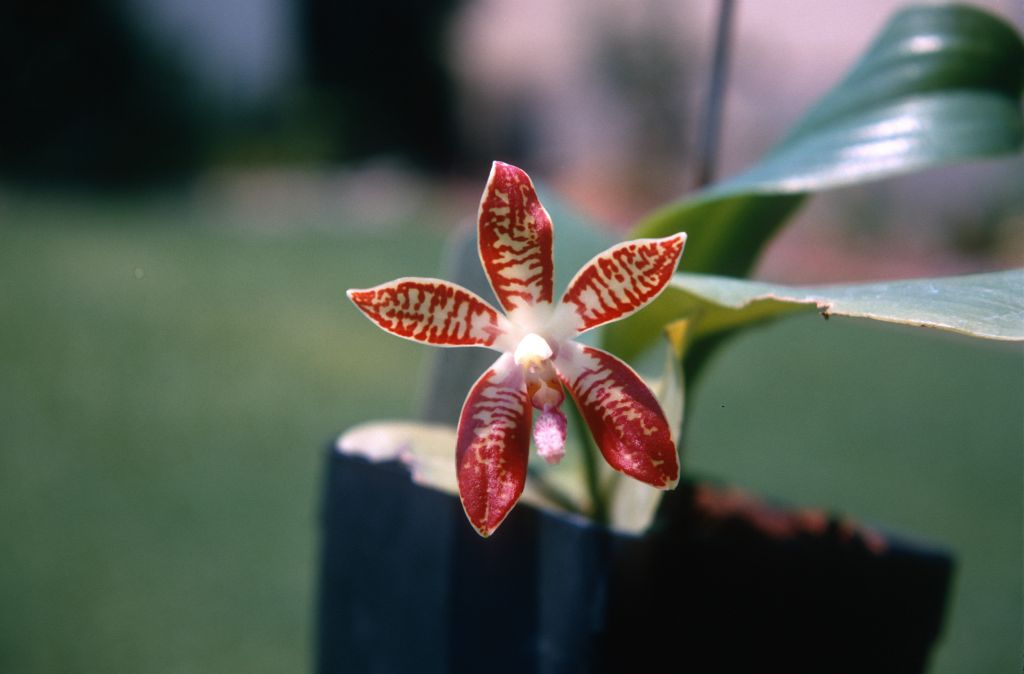 Phalaenopsis corningiana, July 1970, roll 197007H2 slide 15