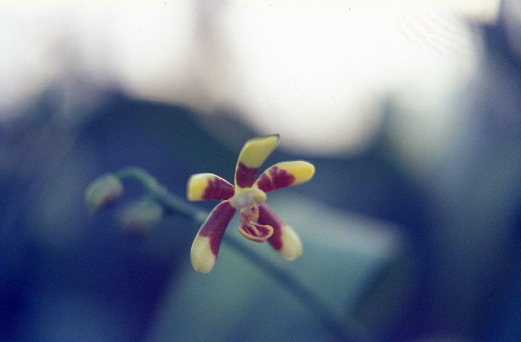 Phalaenopsis fuscata, May 1972, roll 197205 slide 18