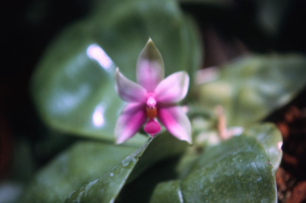 Phalaenopsis violacea, Borneo, June 1972, roll 197206H3 slide 19