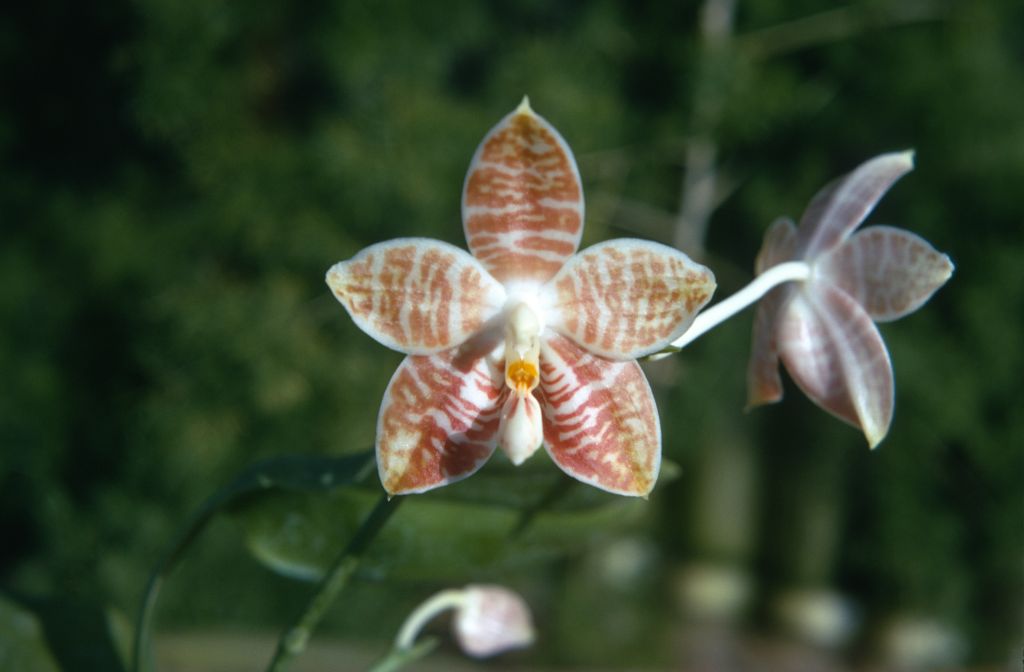 Phalaenopsis amboinensis, January 1973, roll 197301H7 slide 16