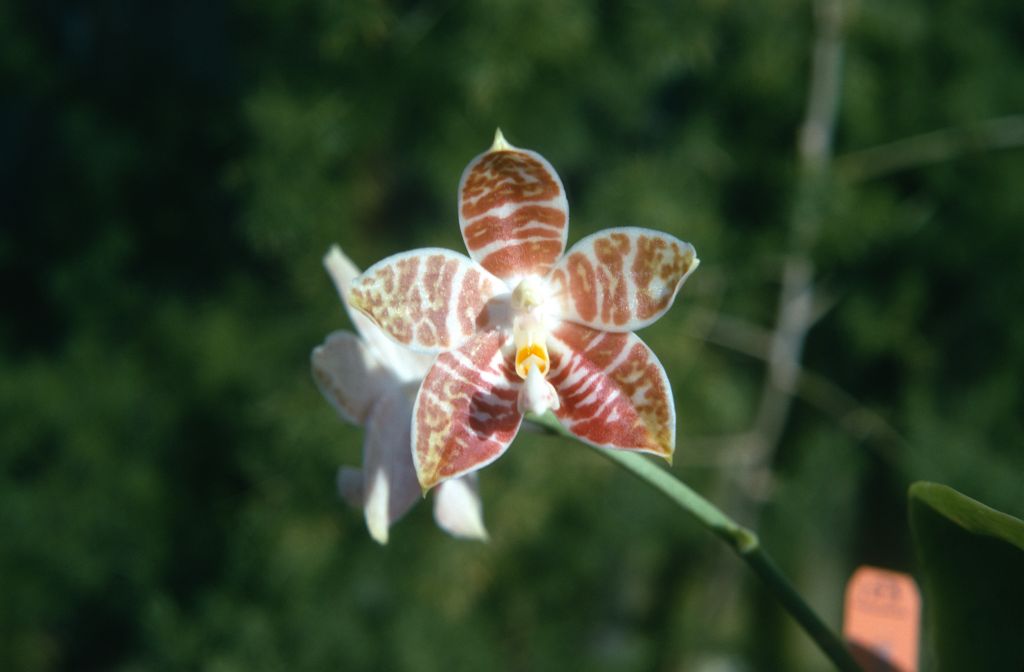 Phalaenopsis amboinensis, January 1973, roll 197301H7 slide 17