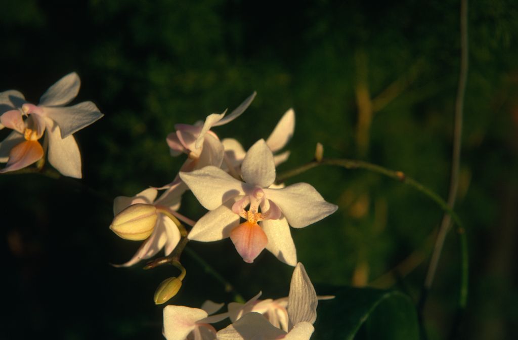 Phalaenopsis portei, January 1973, roll 197301 slide 20.  Originally described as a variety of Phal. x intermedia, a natural hybrid of Phal. aphrodite x equestris (Reichenbach fils, 1863), and now combined with other forms into Phal. lobbii.