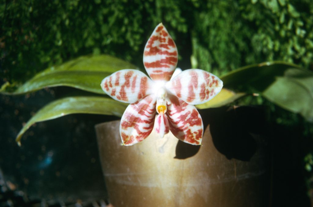 Phalaenopsis amboinensis x self, September 1973, roll 197309H2 slide 17