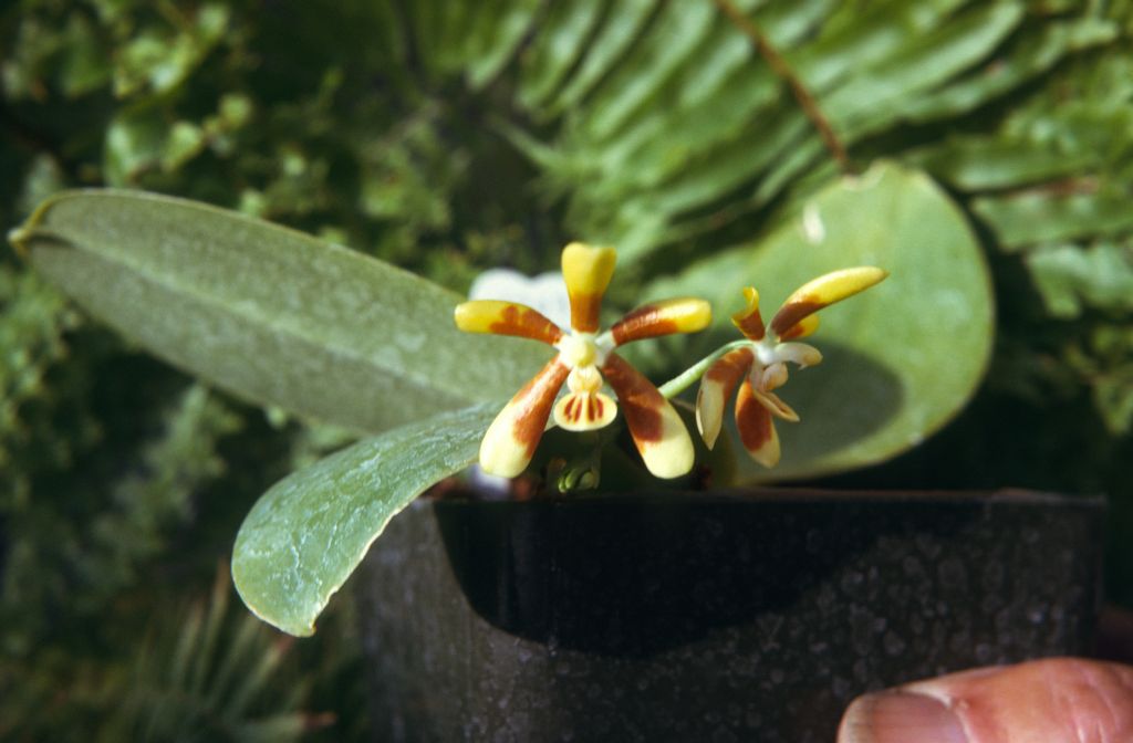 Phalaenopsis fuscata, May 1974, roll 197405H7 slide 5