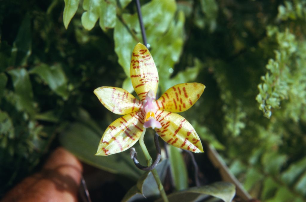 Phalaenopsis boxallii 'Cotabuto', September 1974, roll 197409H3 slide 6
