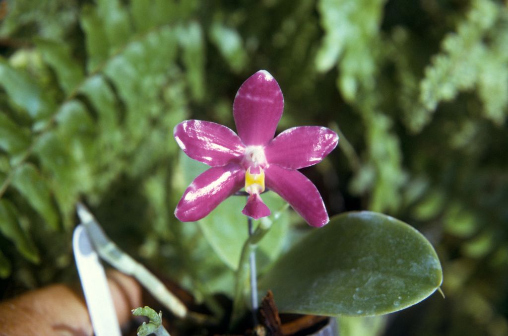 Phalaenopsis violacea 'Magic Orb', September 1974, roll 197409H3 slide 8