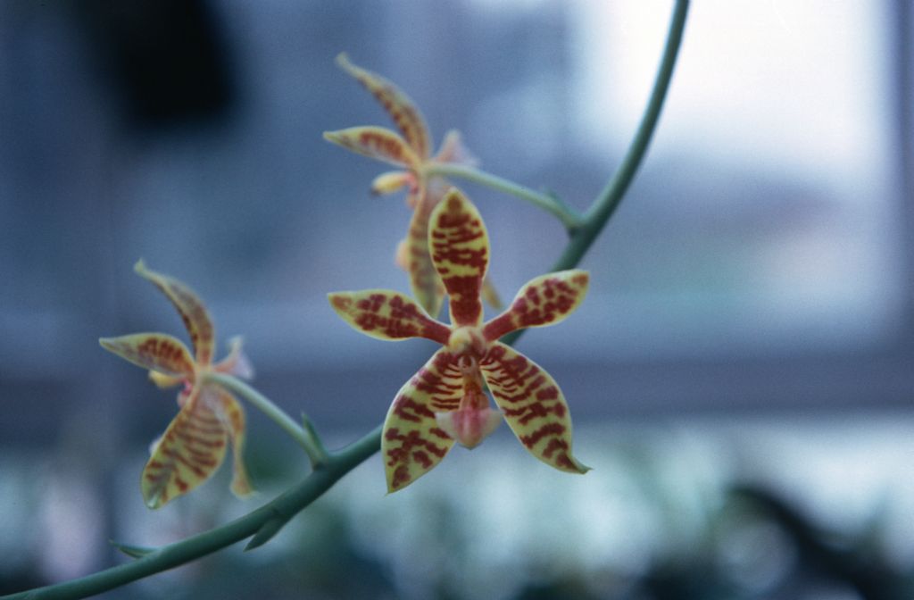 Phalaenopsis, unknown, November 1967, roll 196711H1 slide 11