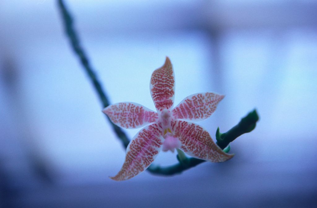 Phalaenopsis, unknown, November 1967, roll 196711H1 slide 12